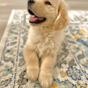 , Canadian golden retriever breeder