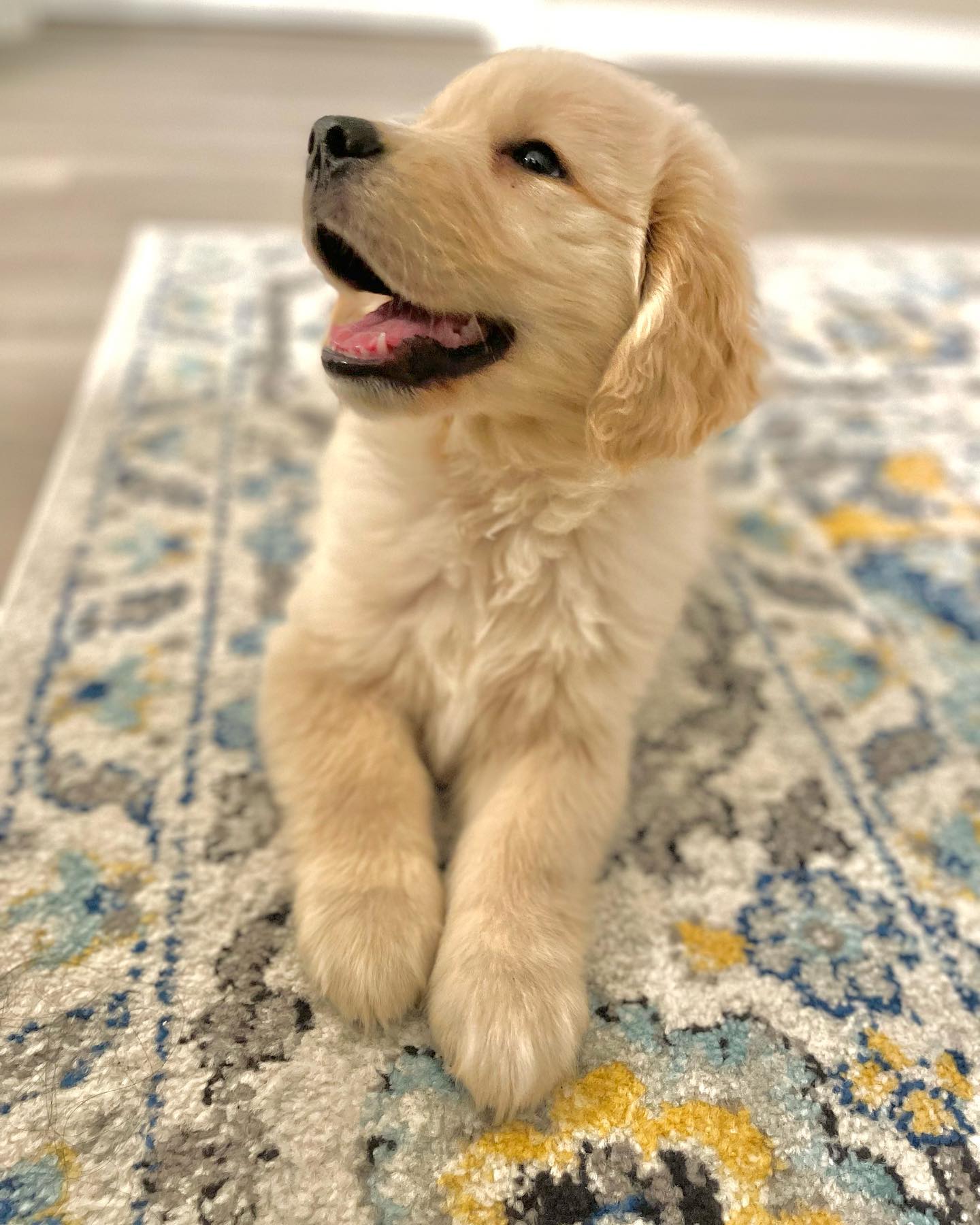 Max – Male Golden Retriever Puppy 1 , Canadian golden retriever breeder
