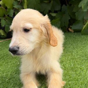 well socialized puppies Ontario
