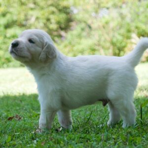 golden retriever puppy application Ontario, golden retriever waitlist Ontario, reputable dog breeder Canada