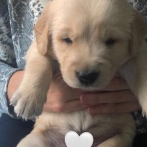 Where Loving Families Meet Perfect Puppies