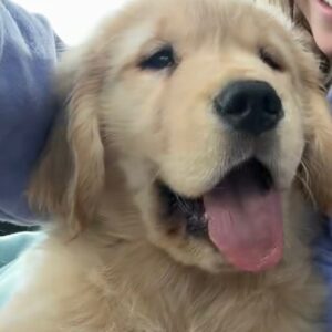 Bringing Joy Home – Golden Retriever Puppies Raised with Love