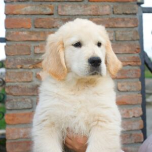 home raised puppies Ontario, golden retriever adoption Ontario, purebred golden retriever puppies