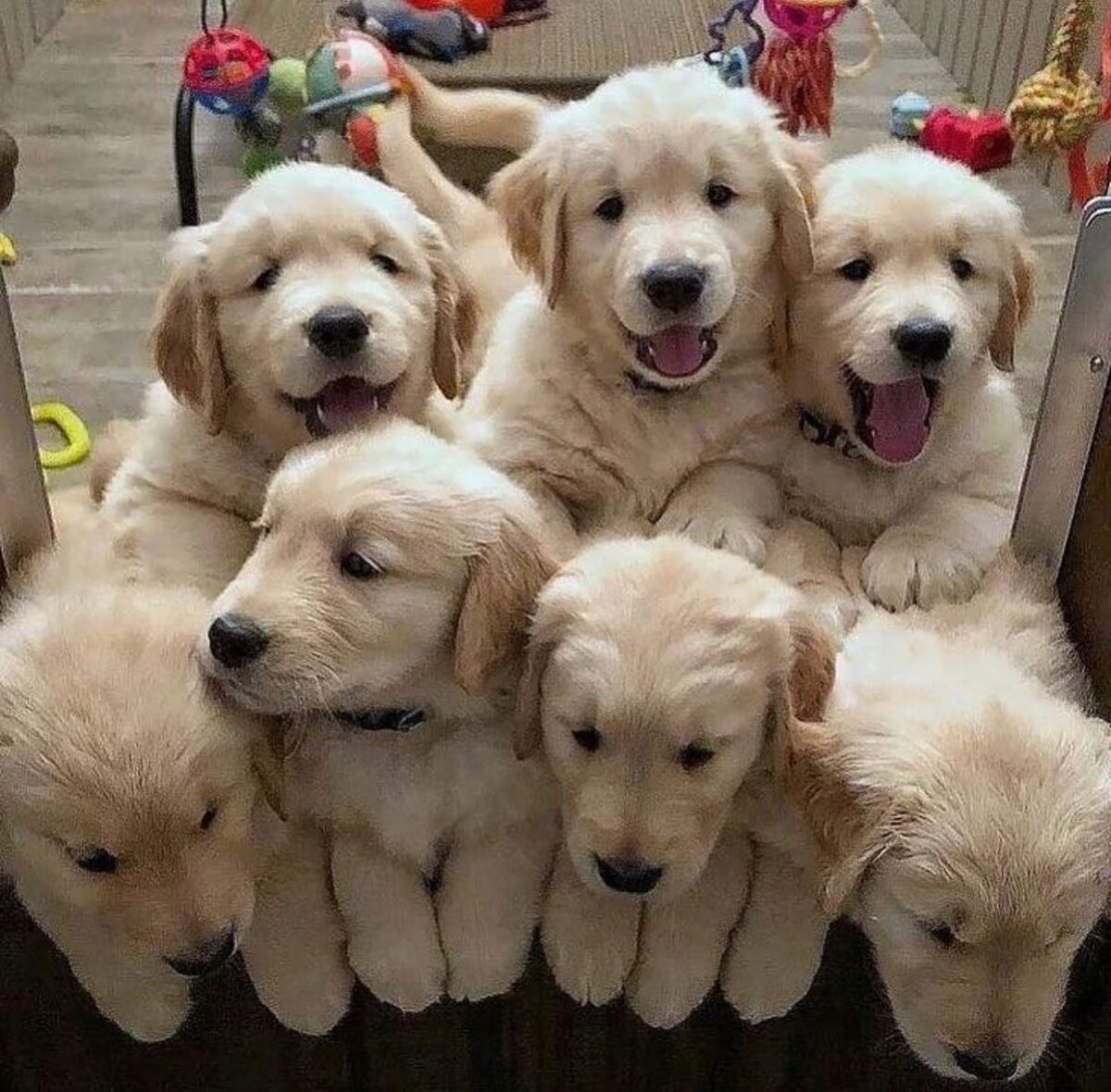 Toronto Golden Retriever Puppies for Sale | Family-Raised & Vet Checked 1 1712738205891