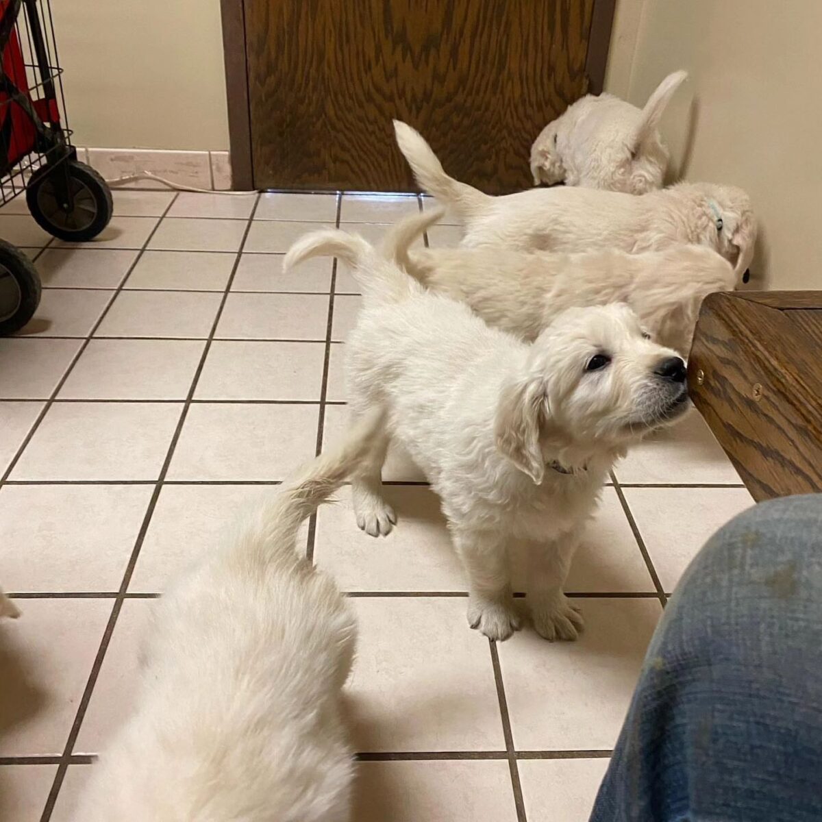 Golden Retriever Puppies in Toronto, Ontario πΎ 1 1712738089409