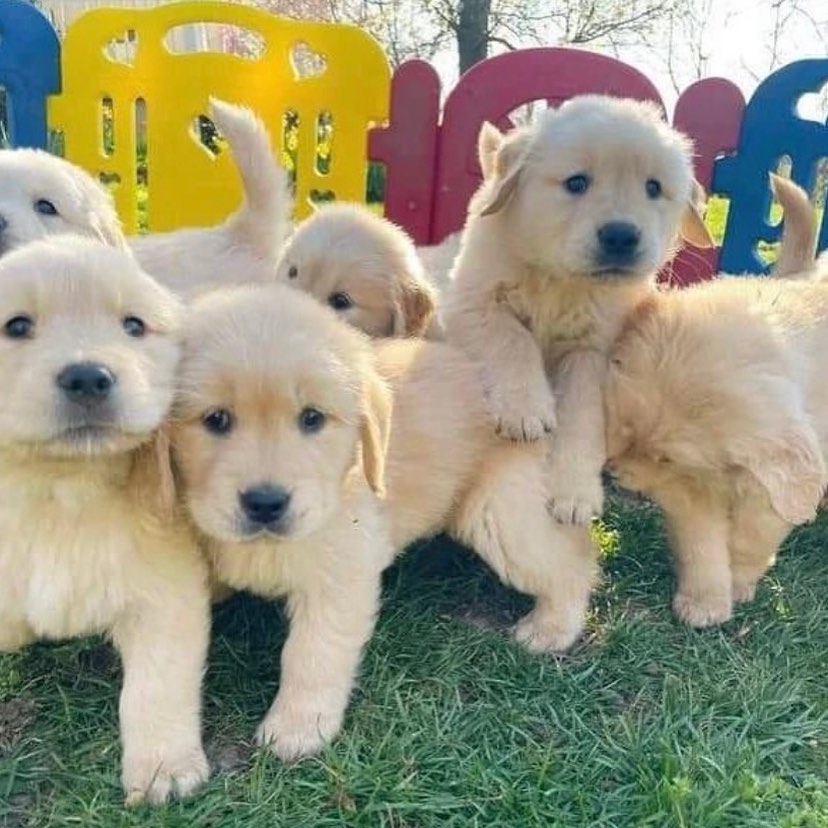 🐶 Golden Retriever Puppies Available in Ontario, Canada 🇨🇦 1 1712738342091 1