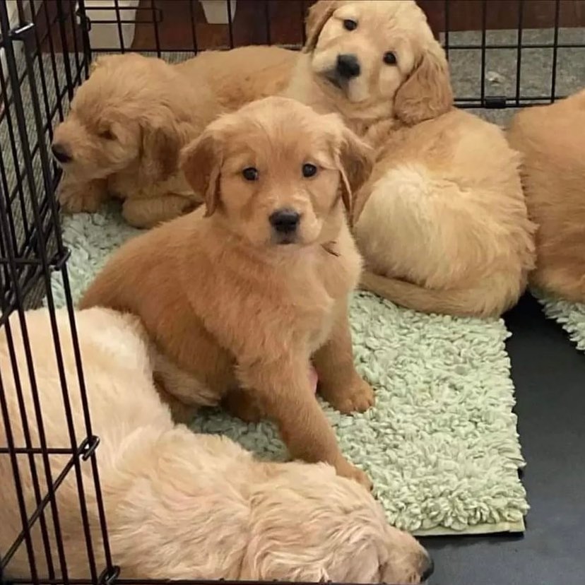 🐾 Golden Retriever Puppies Available in Ontario, Canada! 1 1712738375997 1