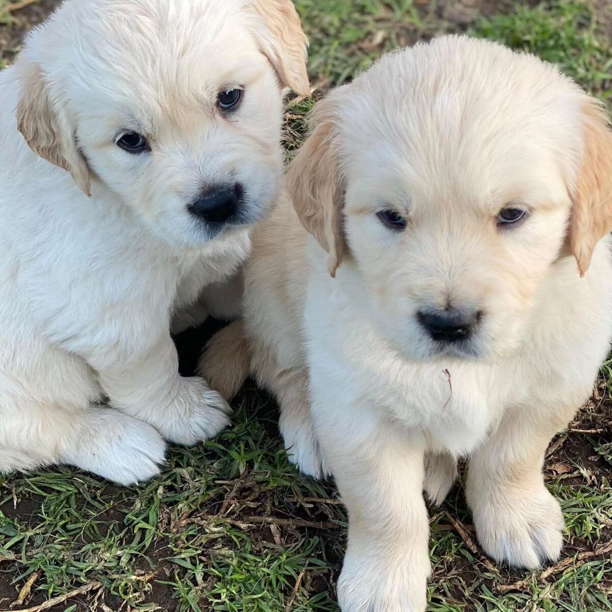 πΎ Golden Retriever Puppies Available in Ontario, Canada! πΎ 1 1712738058273