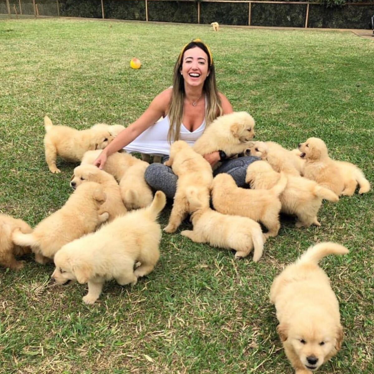 🐾 Golden Retriever Puppies Available in Ontario, Canada 🐾 2 1712738208018